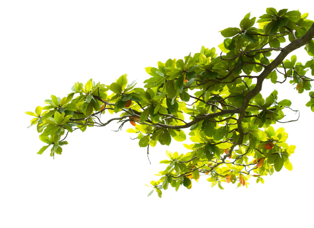 Green leaves with branch isolated on white background