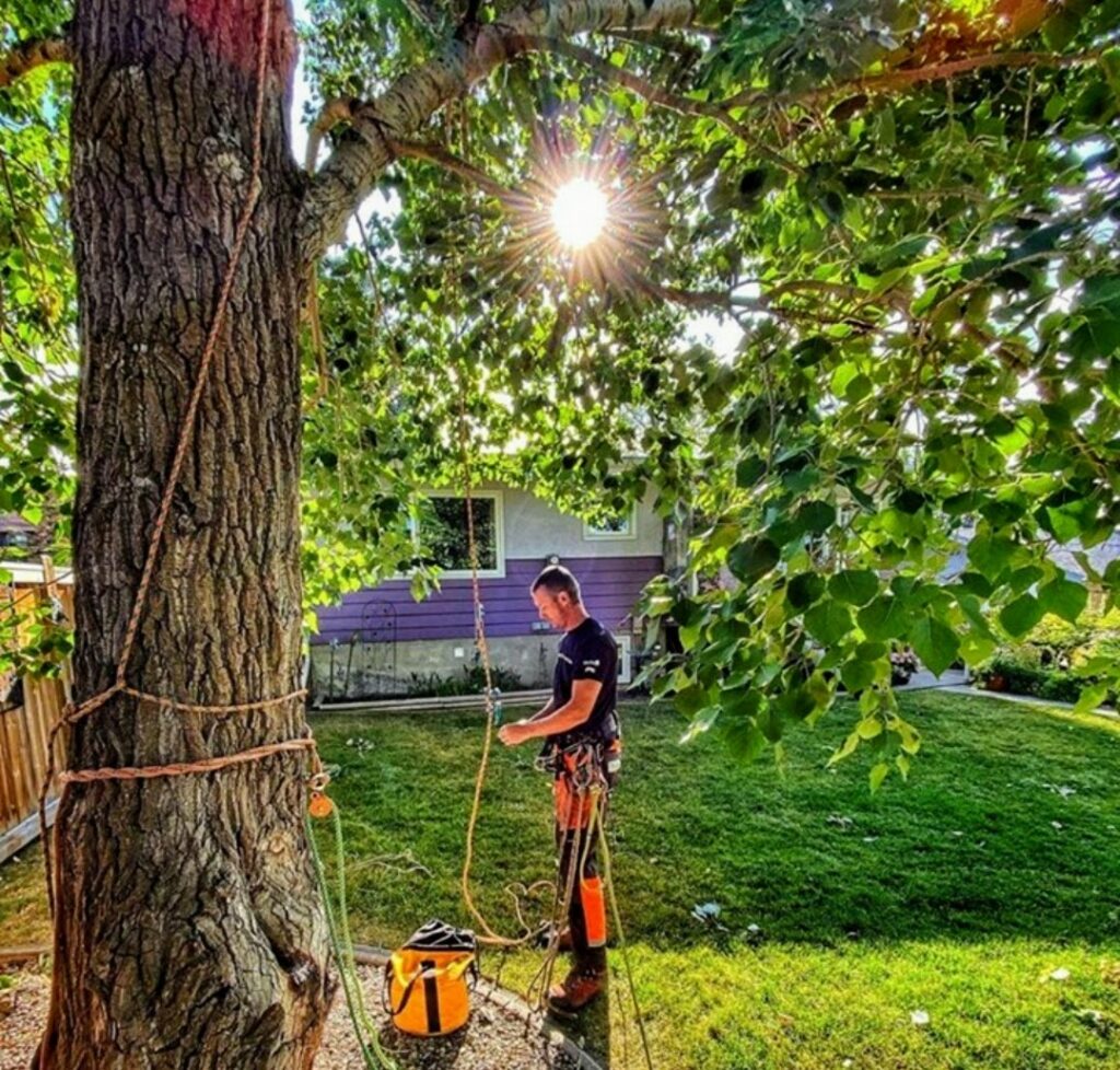 Tree Services